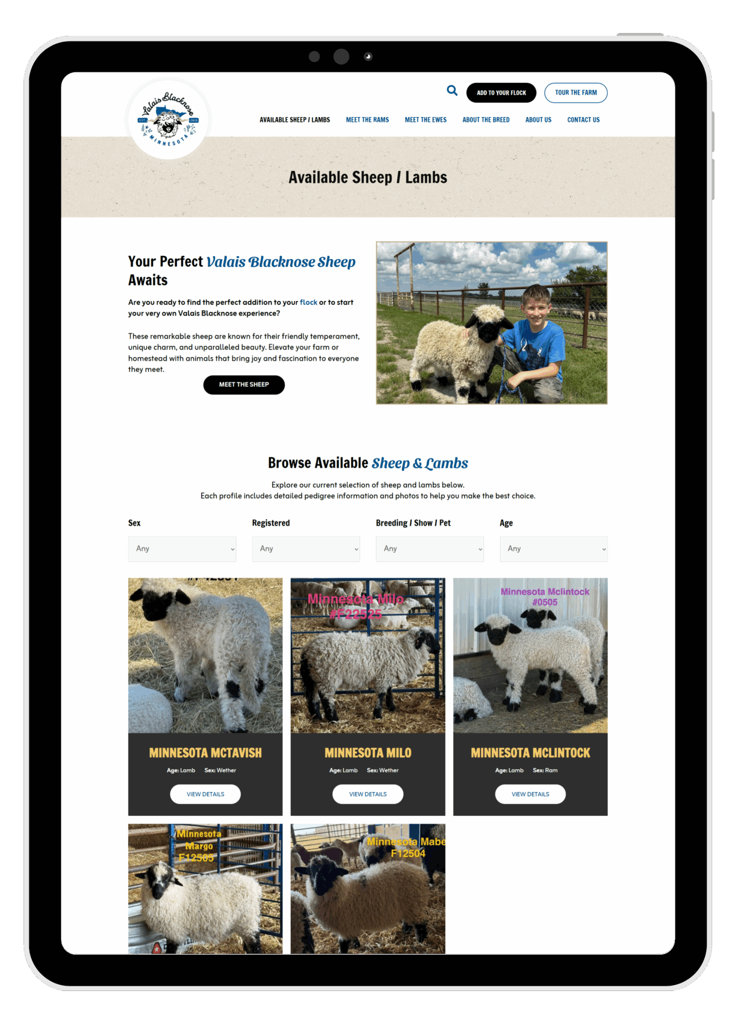 valais blacknose available sheep page tablet view mockup vertical valais blacknose available sheep page tablet view mockup vertical