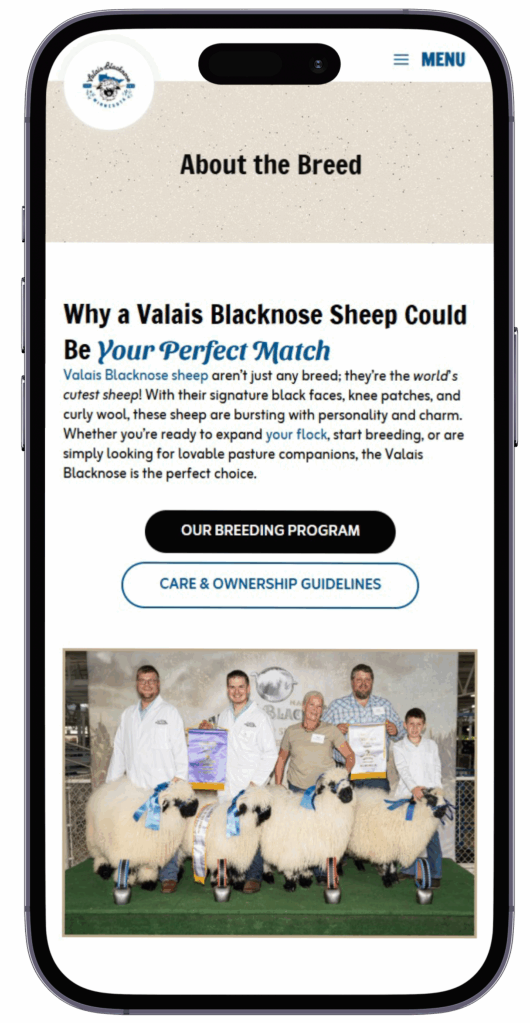 valais blacknose breeders page mobile view mockup valais blacknose breeders page mobile view mockup